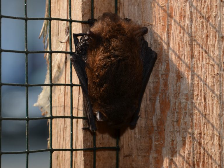 Frei schlafende Fledermaus